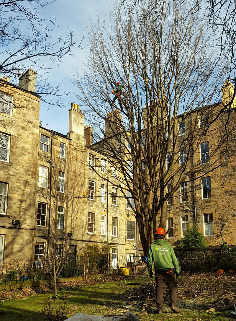 tree pruning in somerset